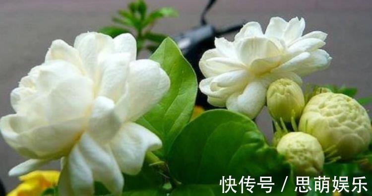 养花|养花就养4种花，家里养一盆，花美心情好，一养就上瘾