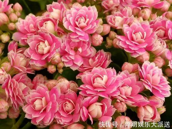 花友|淘米水啤酒水,真不如这种水,养花一绝,浇一盆旺一盆