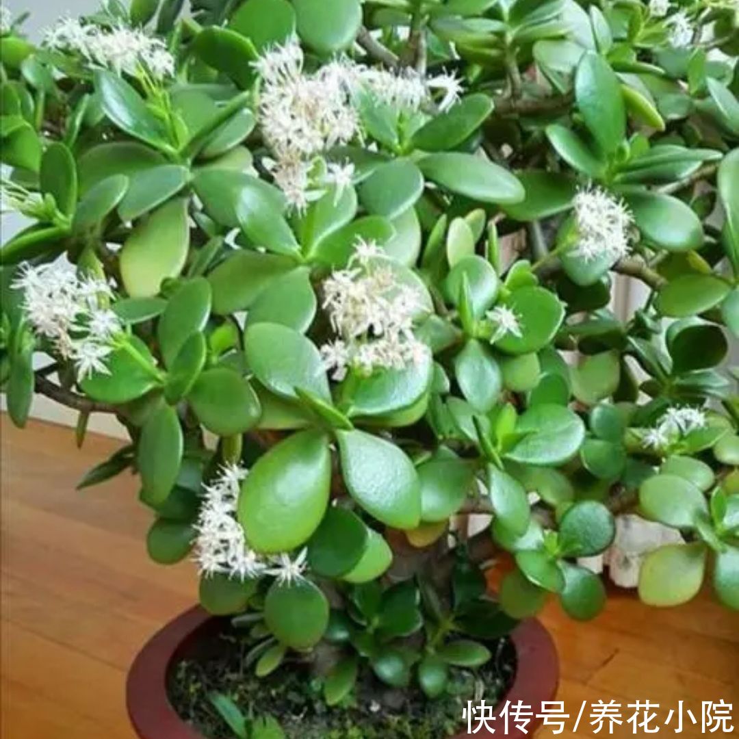 养玉树,2种枝不能留,否则难以长粗壮