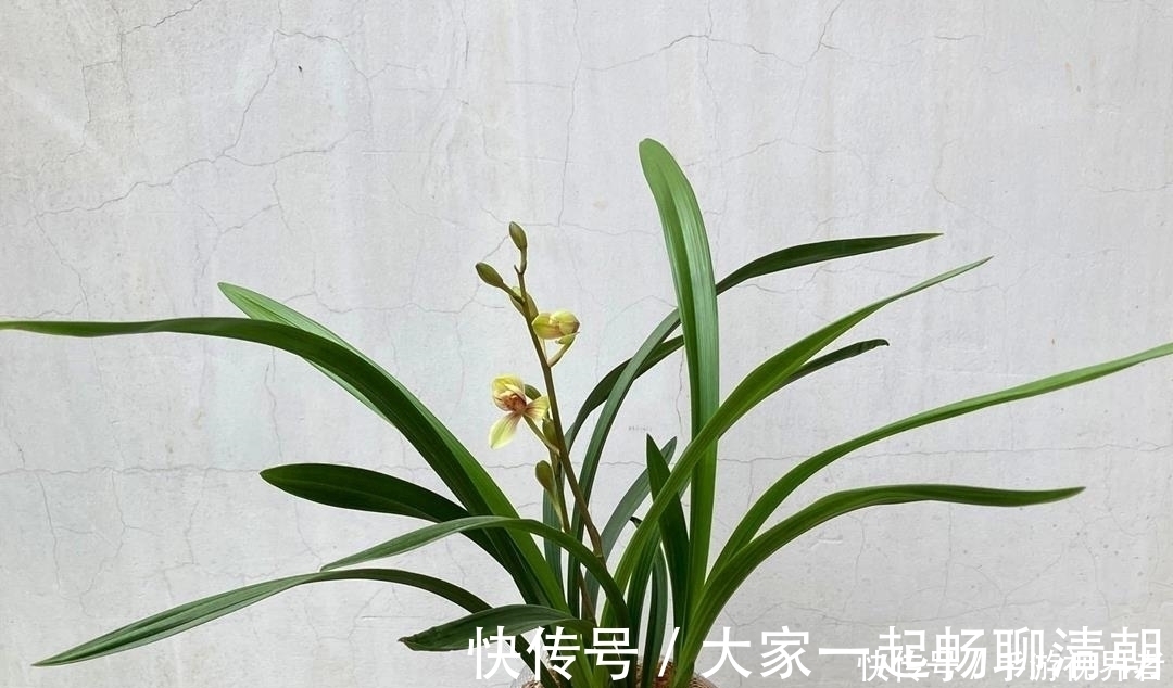 绿油|兰花夏季要断水,学会这样浇水,根系健壮,叶子绿油
