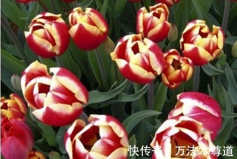 几种花谁见了都喜欢,婀娜多姿,妖艳妖娆,层层交叠