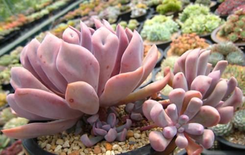 以爱神丘比特为名的多肉，不仅非常好养，养好了叶片还会变成心形