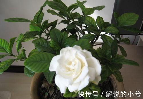 农历十一月大雪过后，养什么花？家里养3种花，满院春光福临小院