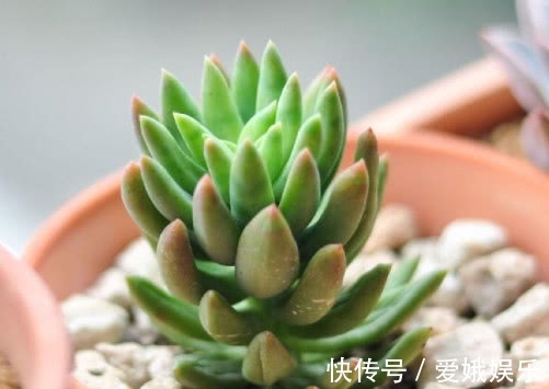 多肉千佛手叶片干瘪怎么办教你3个小妙招,养出最饱满的千佛手