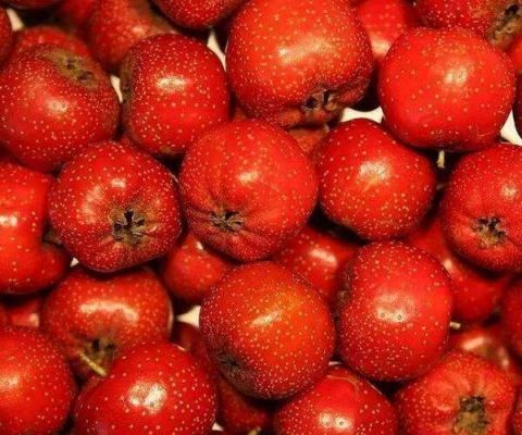 消化|山楂真的能帮助消化吗确实可以,而且还有这些神奇功效!