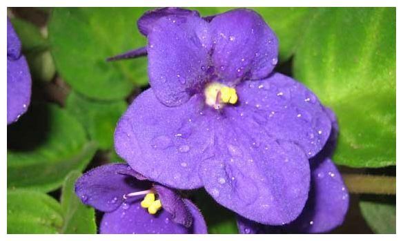 这些花都漂亮，美得像仙境，越养越喜欢，被惊艳到！