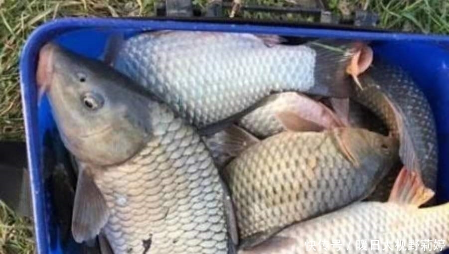 钓场|你还别说,这鲤鱼钓法不是一般的好用,6月不试试就太亏了