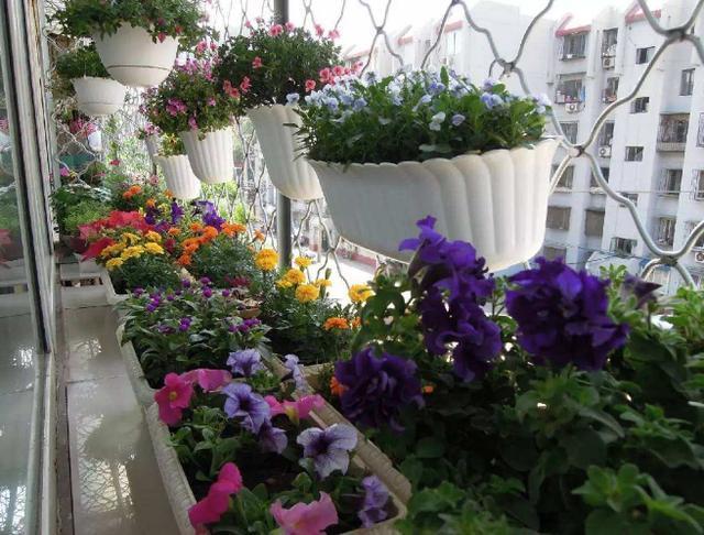 4种''路边垃圾''不简单,带回家处理好养花,啥肥料都不再缺了