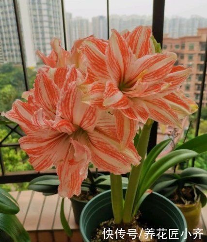 会长|朱顶红栽种有2种方法,一种让球长大开花多,一种可以长一圈小球