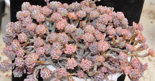 老桩|婆婆花5块钱买的多肉,一不小心养成老桩,多少钱也不出售