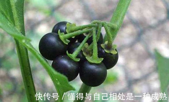 缓解|龙葵虽不起眼,浑身是宝,缓解近视,清热解毒,消肿利尿,治烧伤