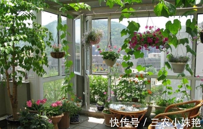 花盆|阳台不要塞一大堆花盆了!学聪明女人种果树,好看又好吃