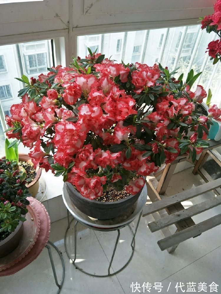 百合杜鹃|谁见了都喜欢的花,好养又漂亮,几块钱1盆,放阳台,开爆一整年