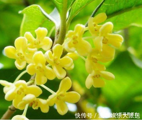 此花受到古人文人墨客喜爱,其花清可绝尘,代表着丰收