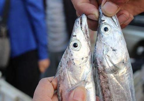 买带鱼时,别光看大小,学会3买3不买,轻松挑到优质好带鱼