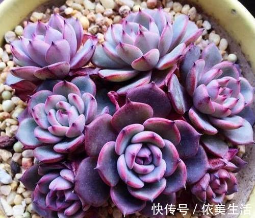 4种多肉植物，再便宜也别买，养一盆死一盆，浪费钱！