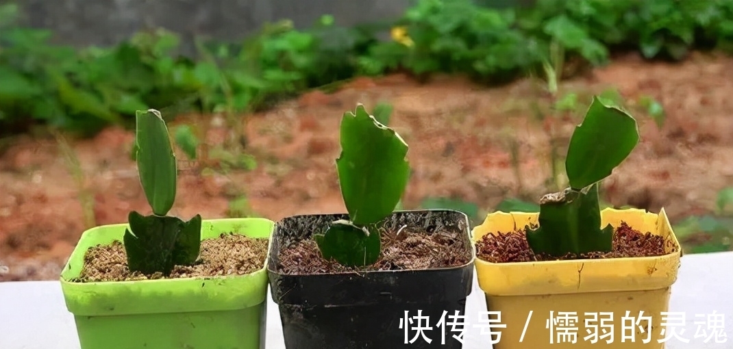 营养土|12月“扦插”3种花,明年春天就长花苞,超值