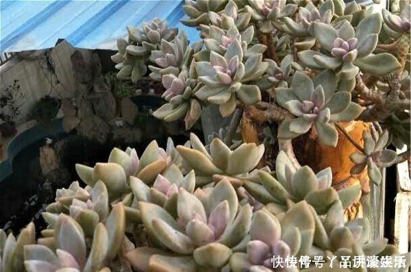 冬美人|此种“多肉”,干不死冻不死,一年四季无人管也疯长,路边常见!