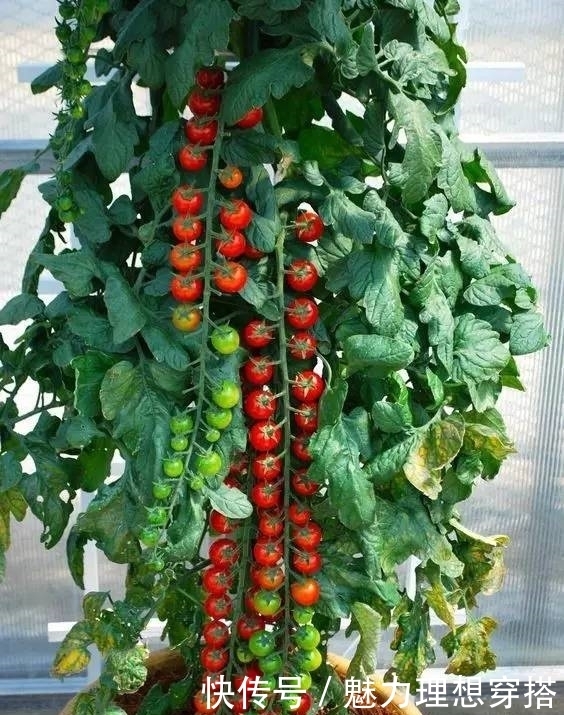 菜园|在家打造小菜园,妈妈们不用买菜啦