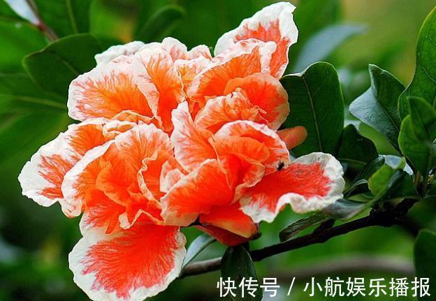 喜欢养护花卉,就养全年都开花,见光就旺,漂亮胜牡丹的花卉!