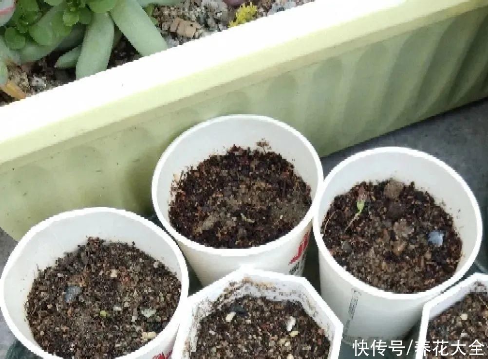 11种常见花，现在扦插，成活率特高