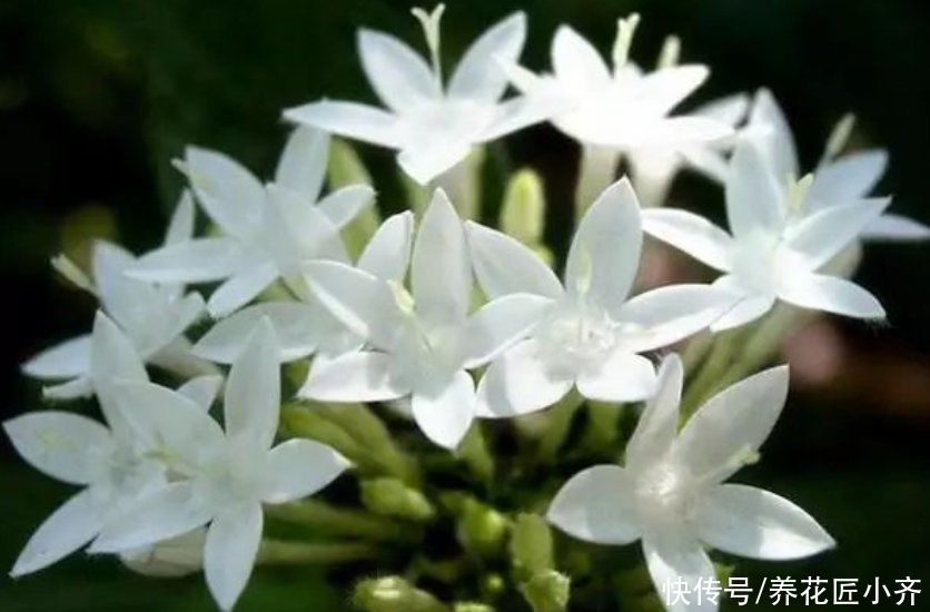 养花|你拿香水喷过房间吗？喜欢养花会种这2种花，开花香味比香水好闻