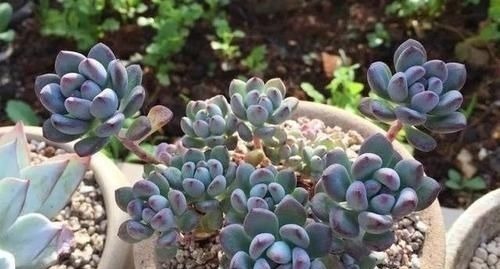 达摩福娘|4种自带香味的多肉,窗台养一盆,满屋子飘香,你养过几种?