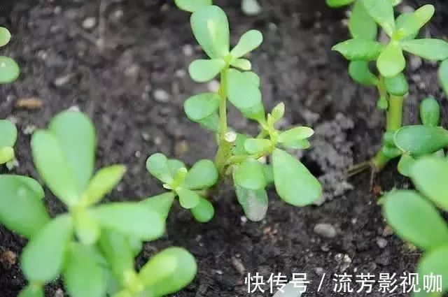 可口|1种野菜含钾高,阳台就能种,年年可摘,好吃可口!