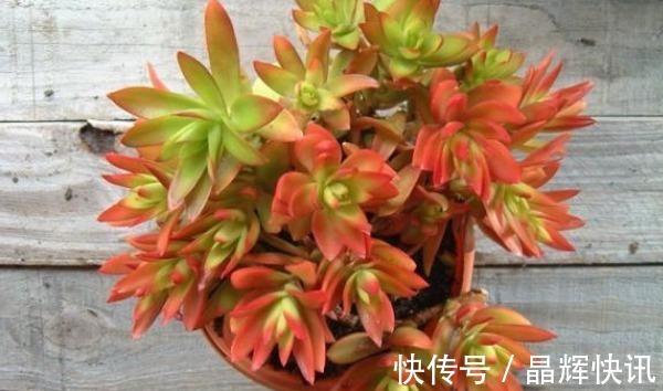 蓝紫光|多肉火祭时不时变绿,当你知道这些原因后,保证它又能火起来