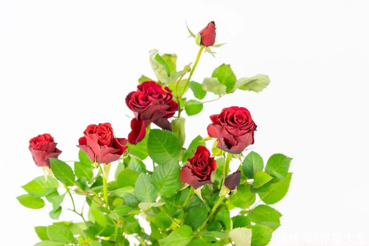 春天去花市买花,套路比年前还多,要擦亮眼睛避免上当