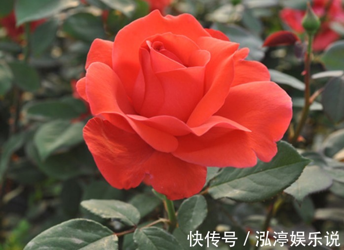 月季|喜欢菊花，不如养盆“玫瑰精品”失忆，初恋的感觉，让人忘不了