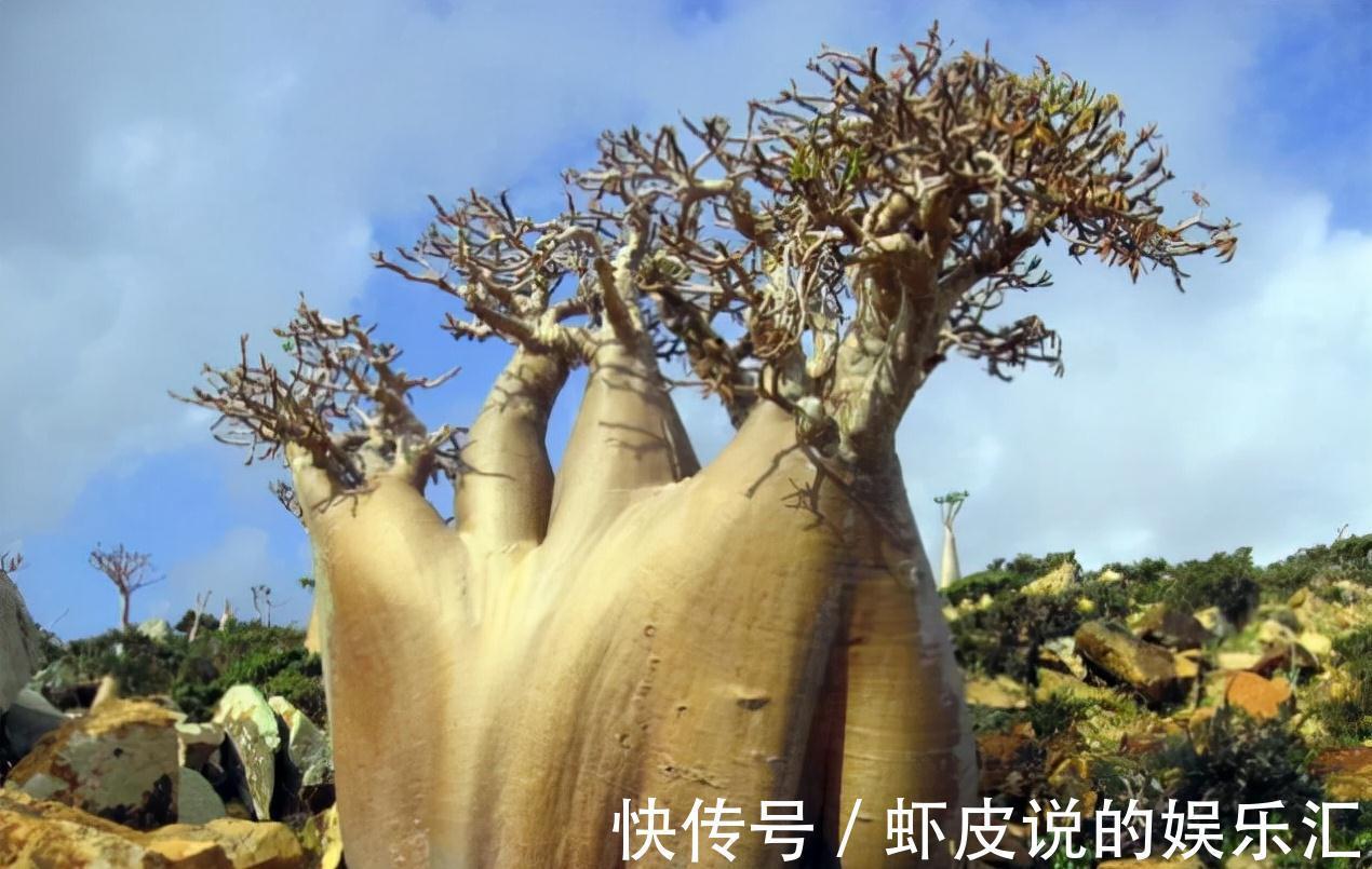 植物|7种“懒人花”，漂亮又好养，客厅养一盆，大气吉祥，养人又旺家