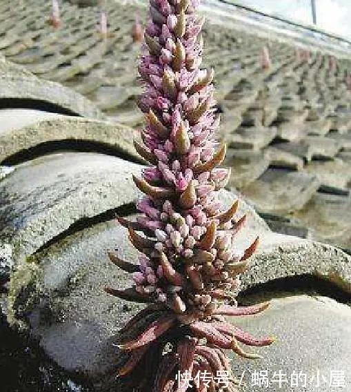 野草|长在石缝、屋顶的1野草,人称“太岁草”,房顶若有别拔,是福气