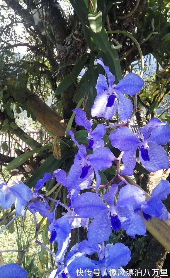 花姿|6种兰花爱开花,一开就变成“花瀑布”,太美了!