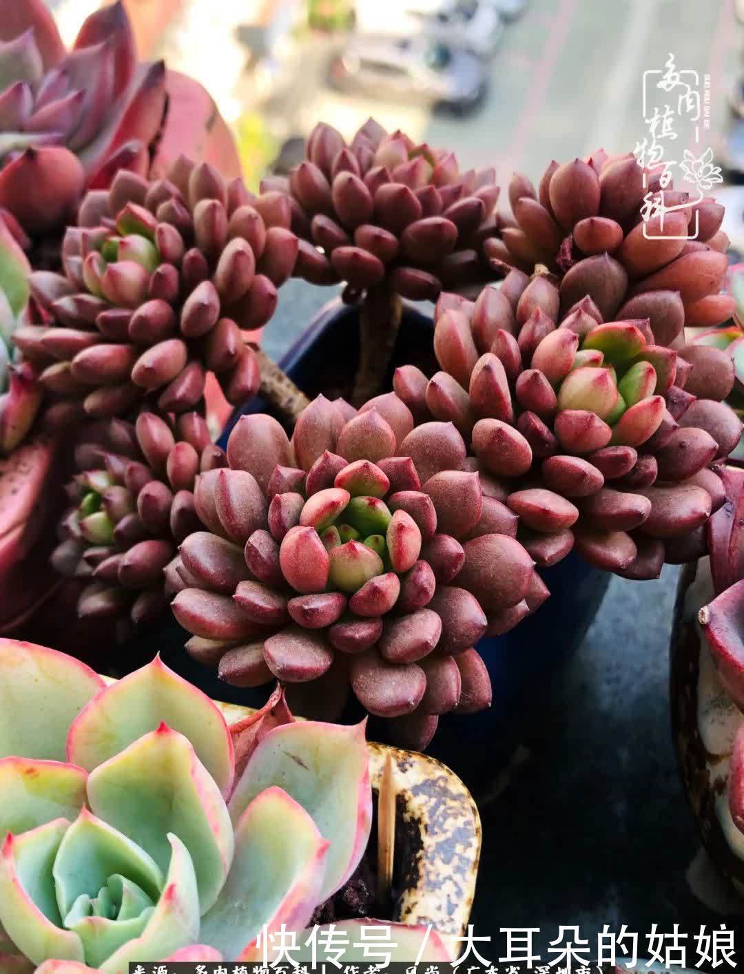 春风化雨,润物无声,爱上多肉,欲罢不能!