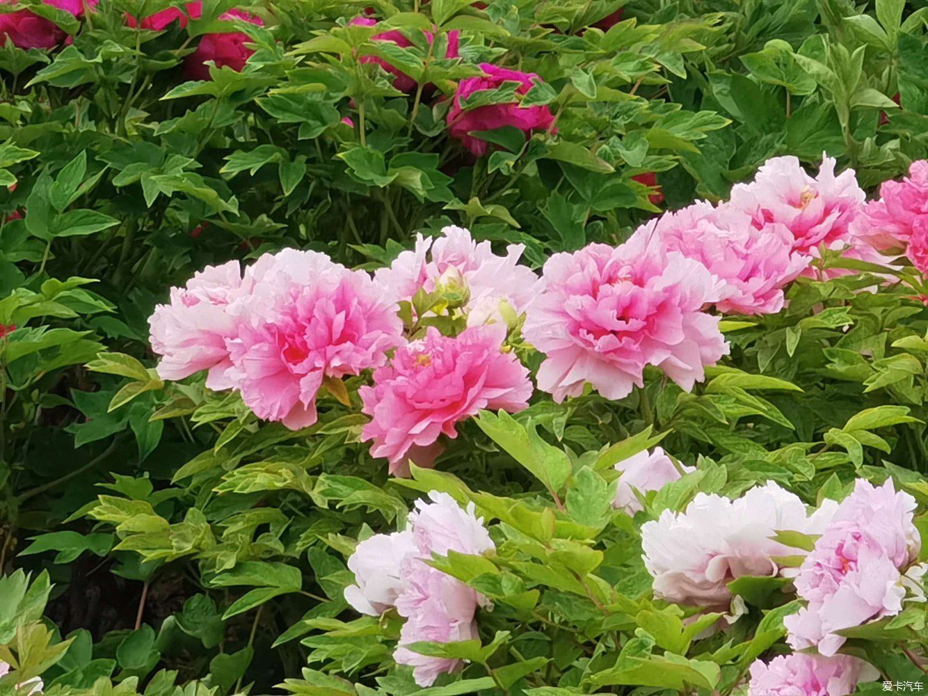 花开时节动京城，唯有牡丹真国色