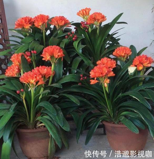 喜欢养花就扦插繁殖盆栽君子兰、矮牵牛,播种育苗十拿九稳