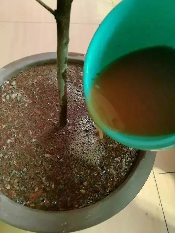 “蚯蚓粪”养花也不赖,增粉还透气,啥花都能养好!