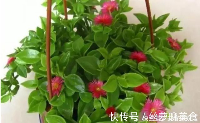 养护|夏天“最适合”扦插3种花，10天生根，养2个月就能变“花海”