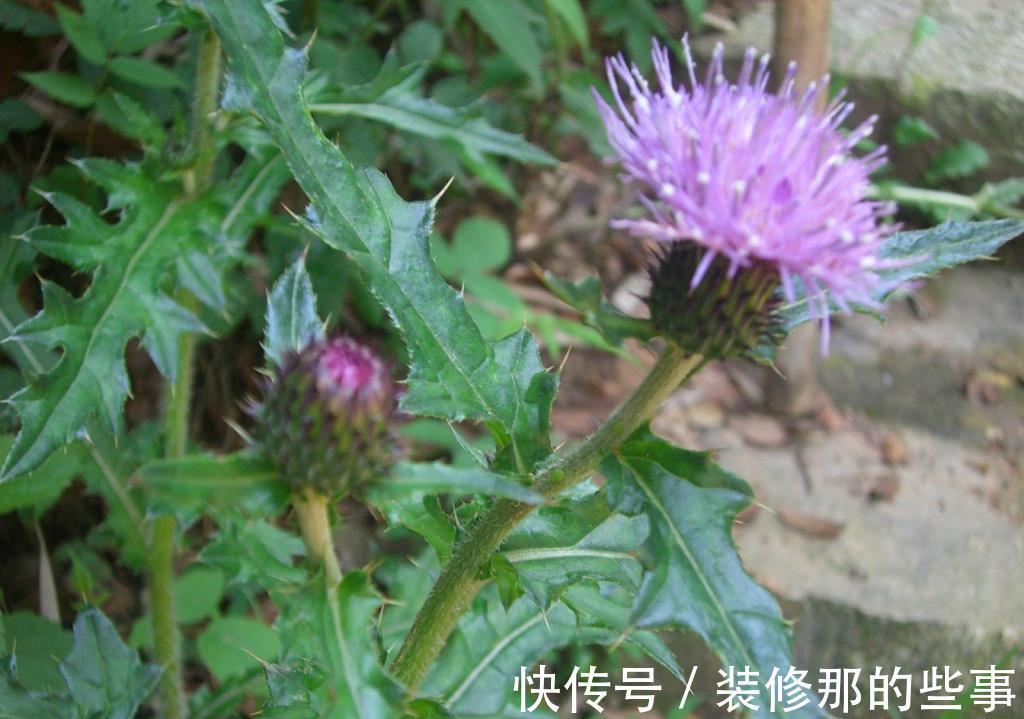 叶子|若长在您家房前屋后,记得采叶子就好,请别挖根,价值真的好珍贵