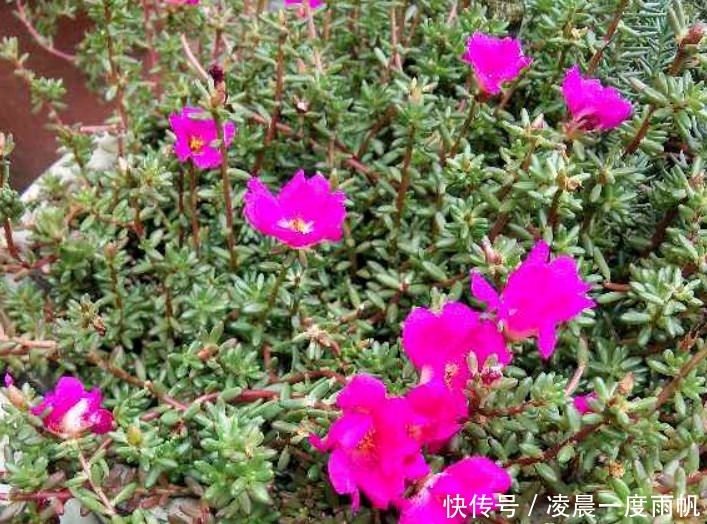 植物|总觉得家里植物开花太少,可以试试这些花,开花量非常大