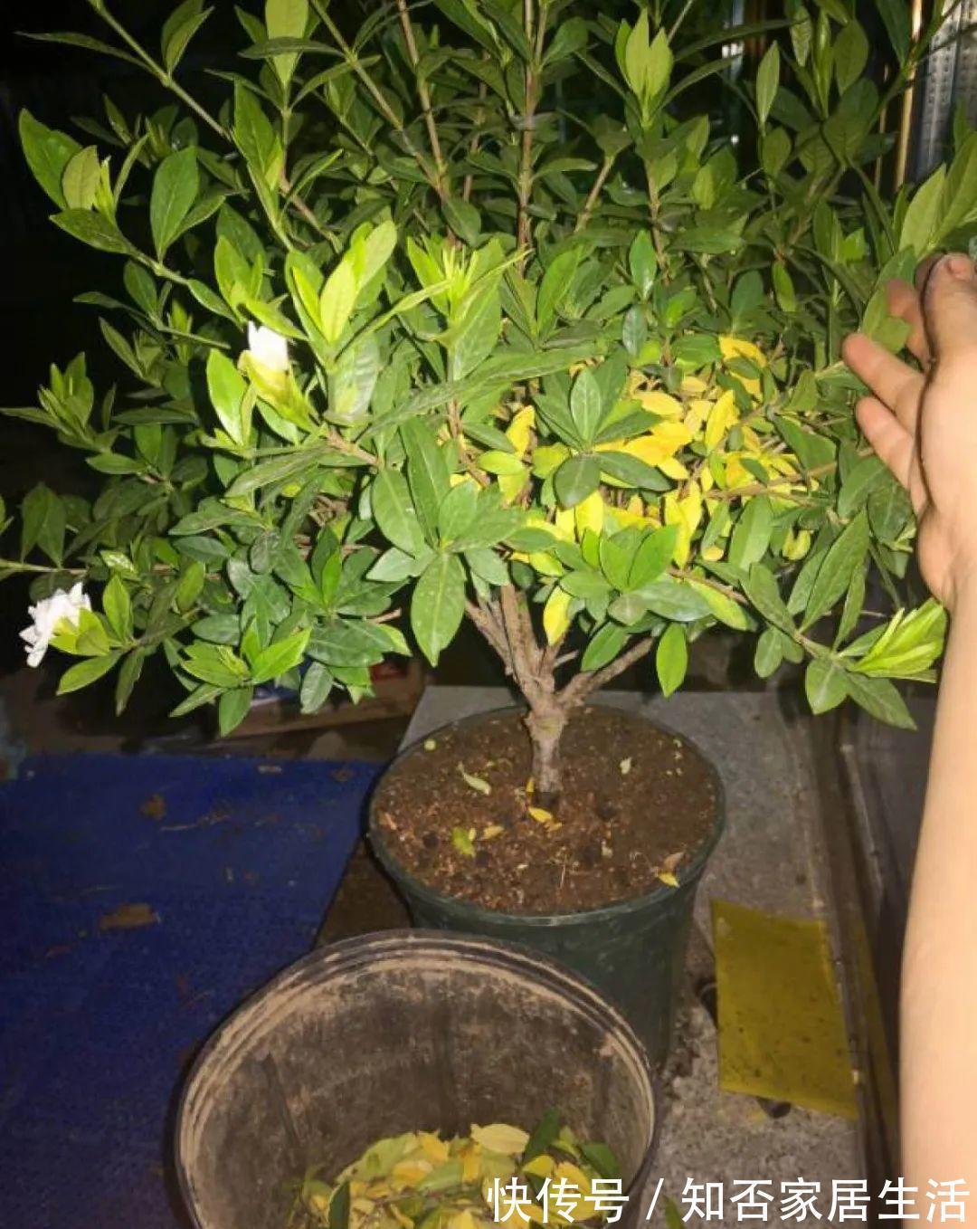 花苞|天热了，20种花最怕浇水，浇得越多，死得越快！