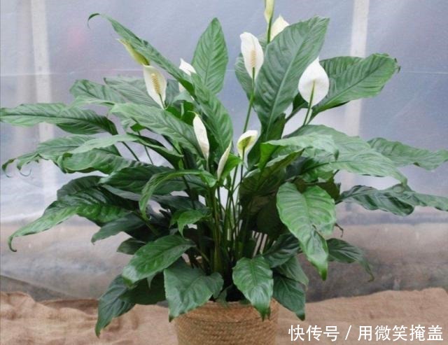 家中养一帆风顺，4种情况容易造成黄叶，调整后长势好！