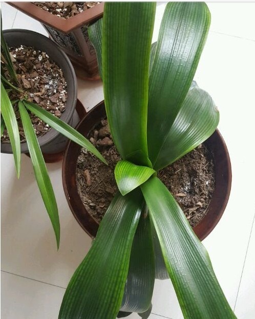 婆婆养了五年的君子兰，叶子被熊孩子剪光，没想到竟成了这样！