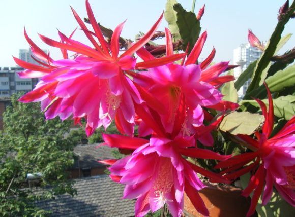 春天最好养的几种花,放在阳台一晒就爆盆,美翻天