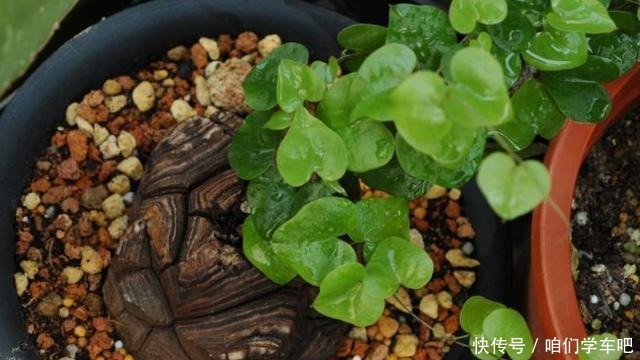 花农养花为啥成本这么低学会用小苏打,几十盆都花不了2块钱!