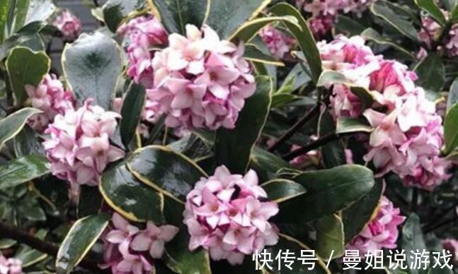 浇水|12月养金边瑞香,冻一冻花朵香味更浓郁,满枝花苞真喜庆