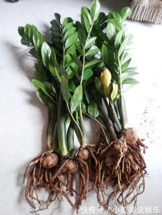 给这花换盆，土里扒出30个崽，根本不用扦插！
