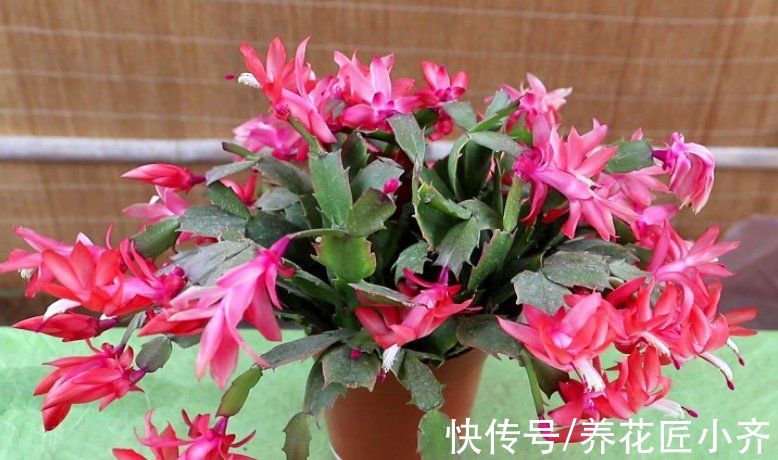 买到带花蟹爪兰，“换盆、假植、套盆”三种操作，只有一种是对的