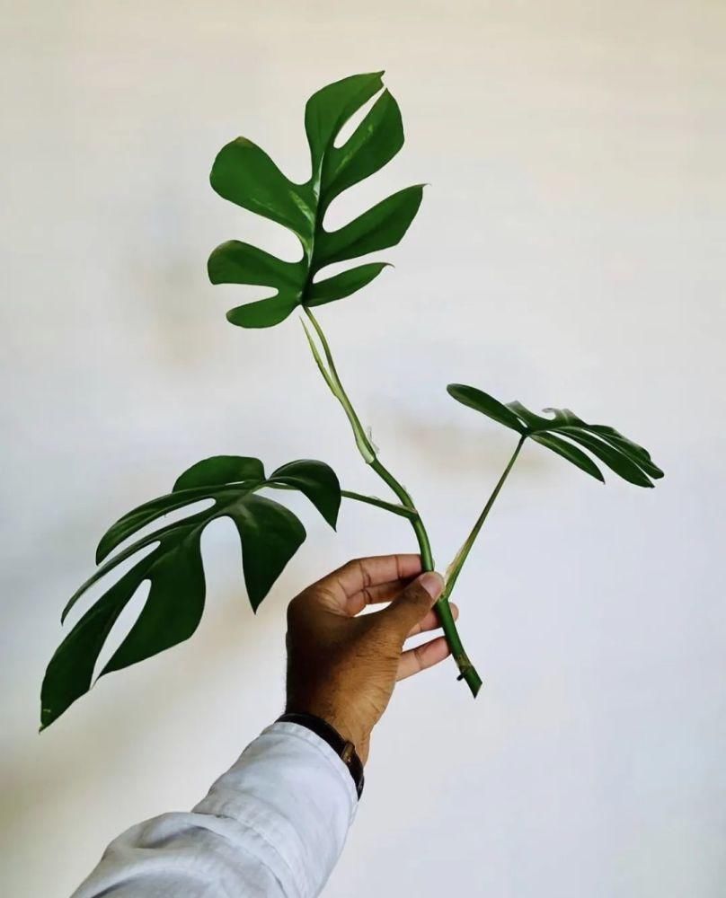 这位“奇葩”大胡子男人，不仅与猫狗同居，还与300株植物同居